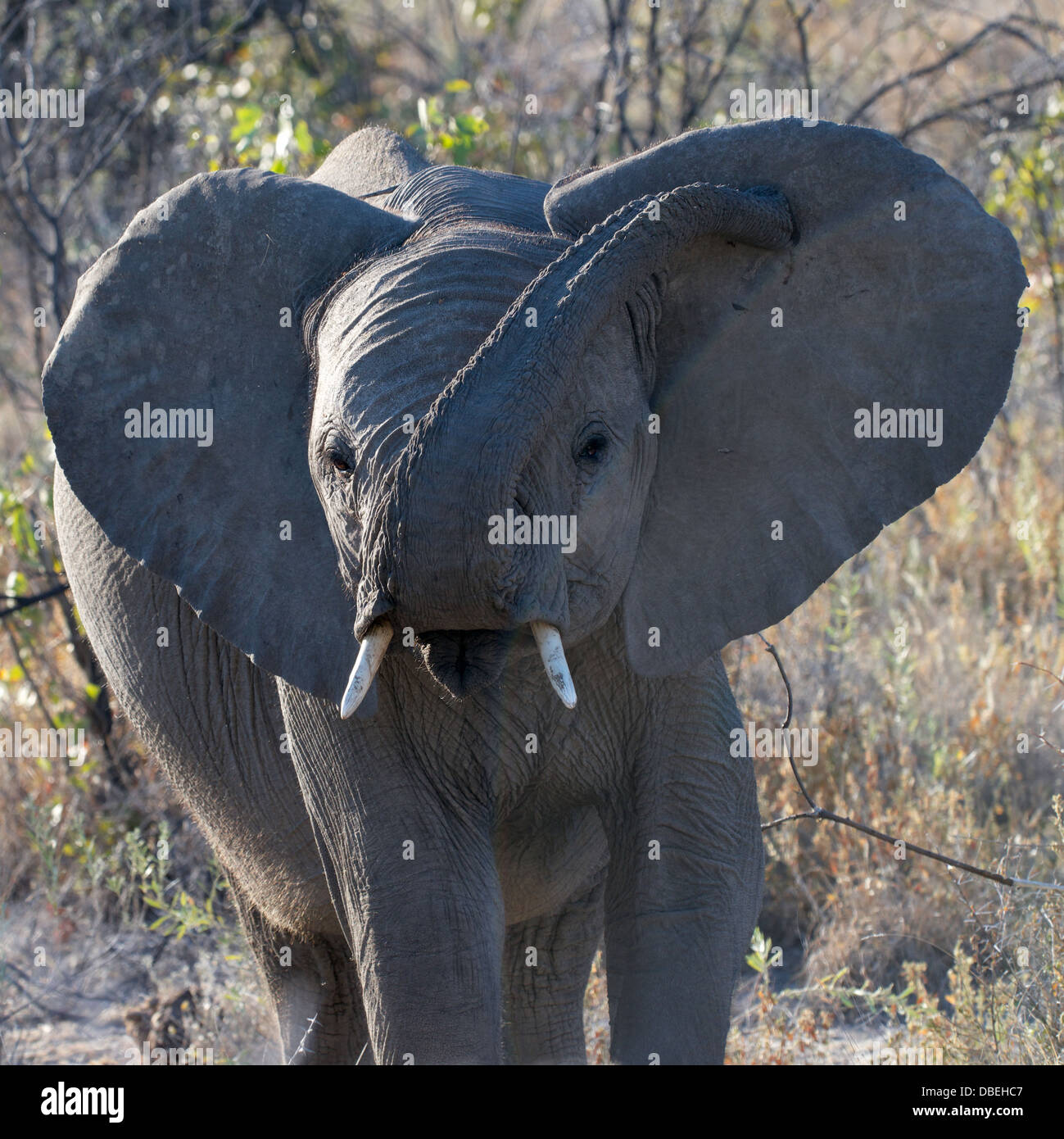 Young African Bush Elefanten Etosha Nationalpark Namibia Afrika Stockfoto