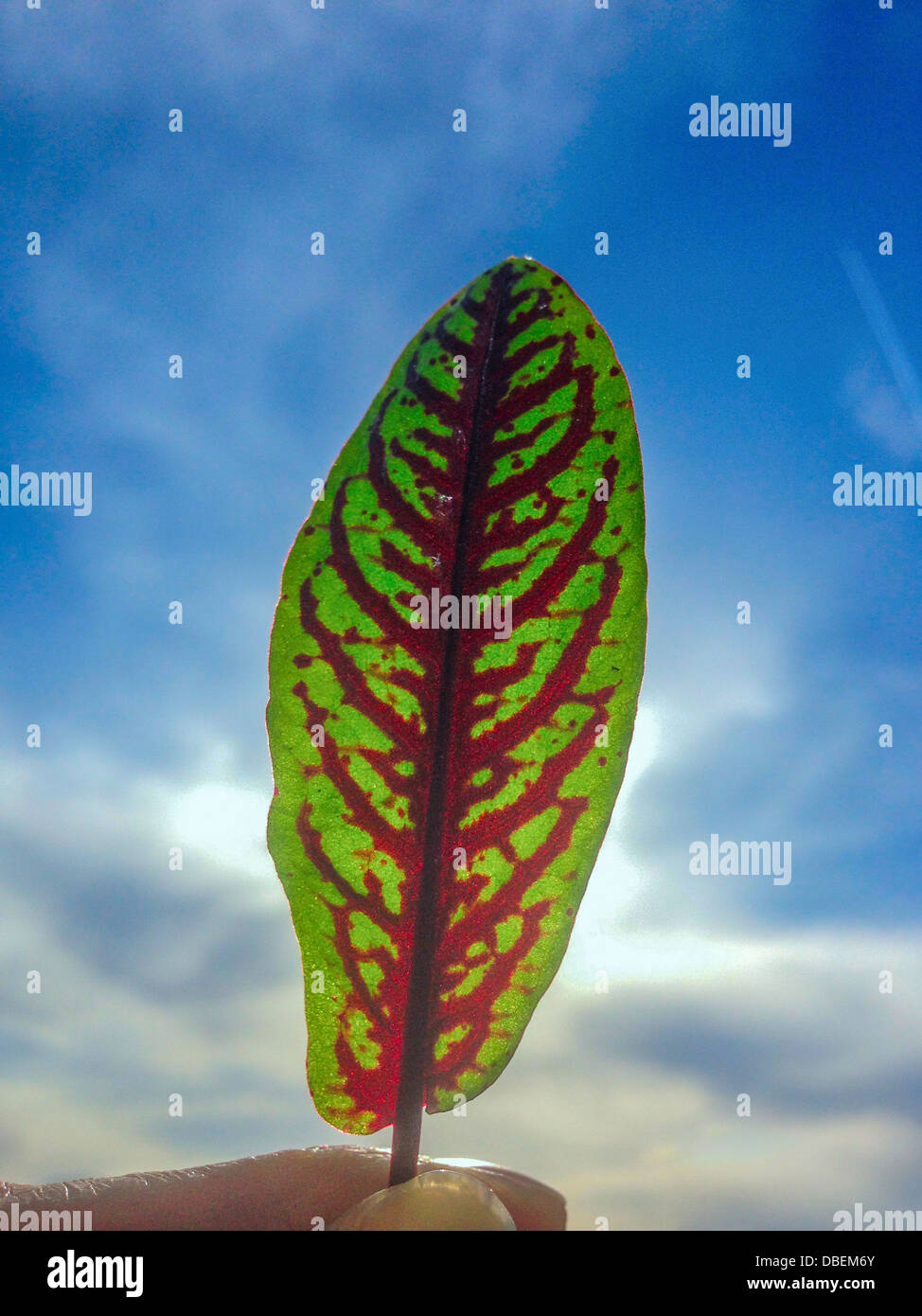 Nahaufnahme von rot geäderten Sauerampfer Blatt im freien - Smartphone-aufgenommenes Stockfoto