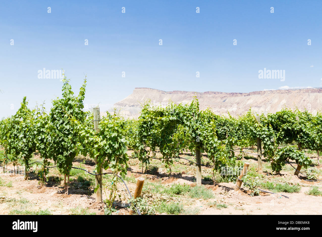 Veneard mit Blick auf Grand Junction Buttes. Stockfoto