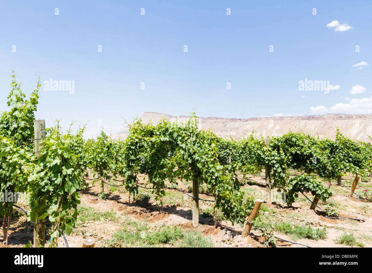 Veneard mit Blick auf Grand Junction Buttes. Stockfoto
