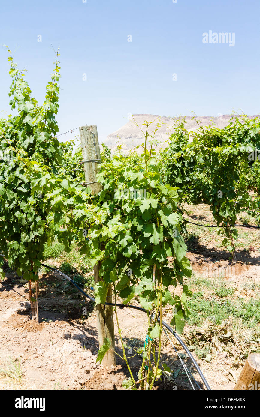 Veneard mit Blick auf Grand Junction Buttes. Stockfoto