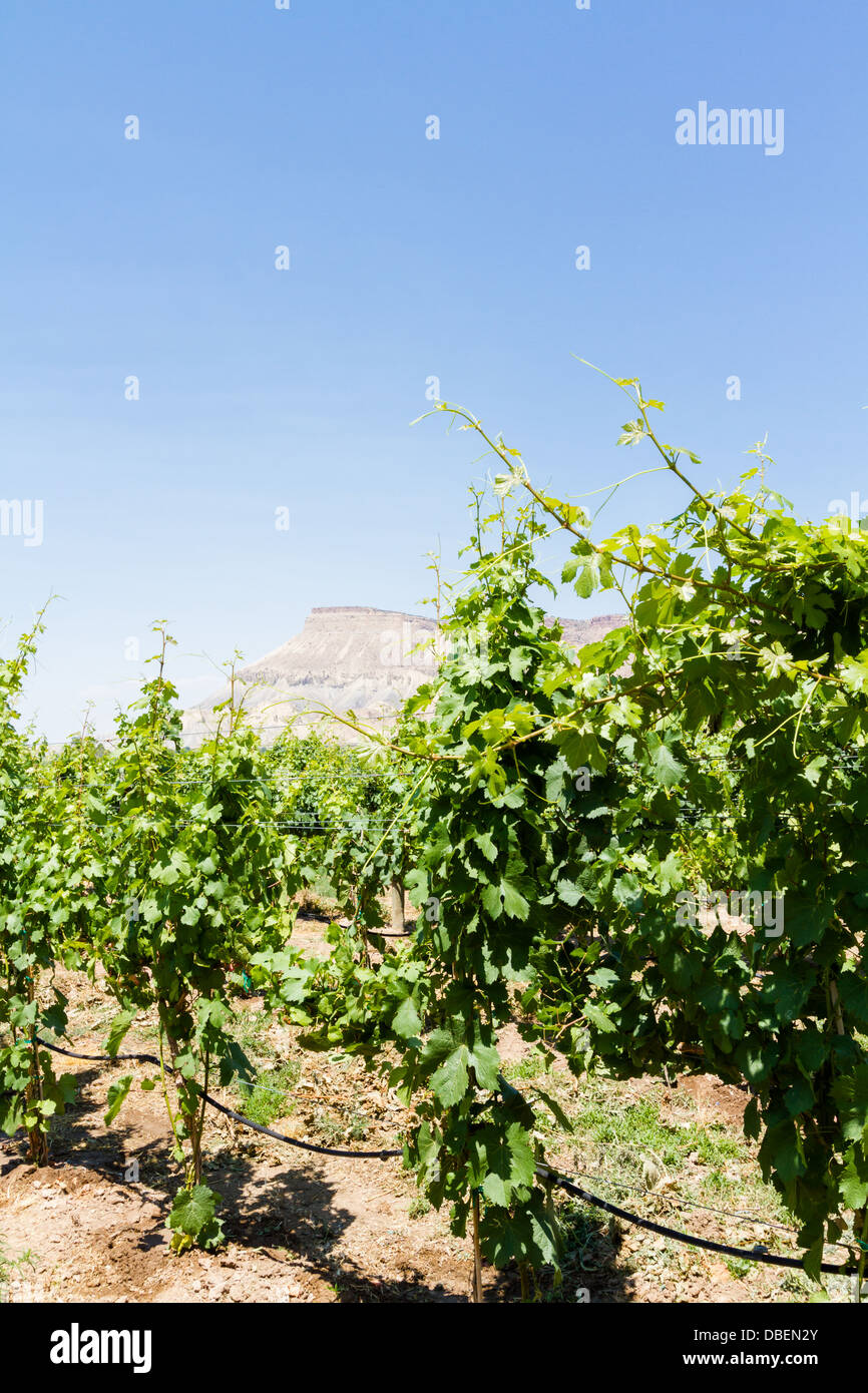 Veneard mit Blick auf Grand Junction Buttes. Stockfoto