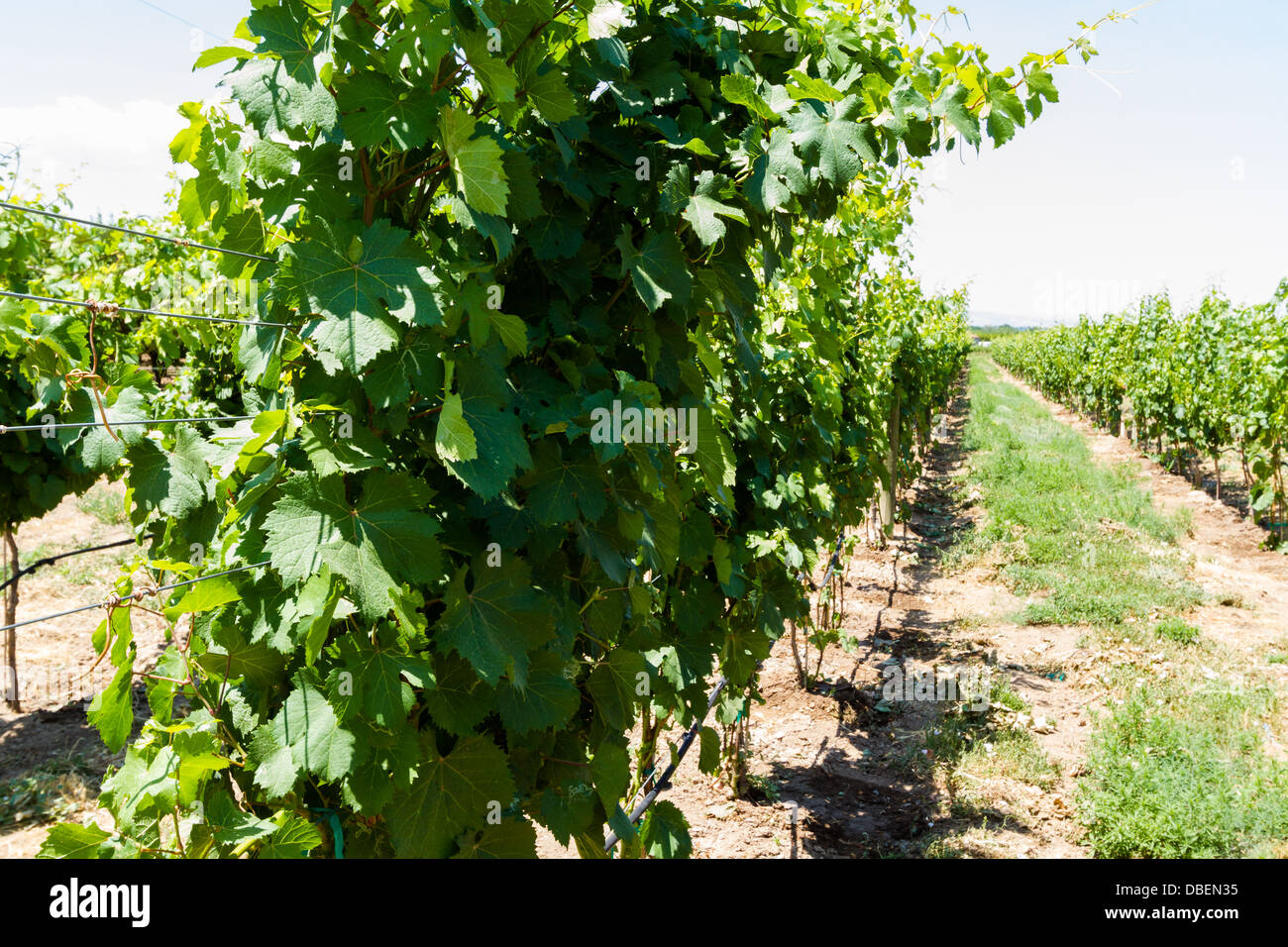 Veneard mit Blick auf Grand Junction Buttes. Stockfoto