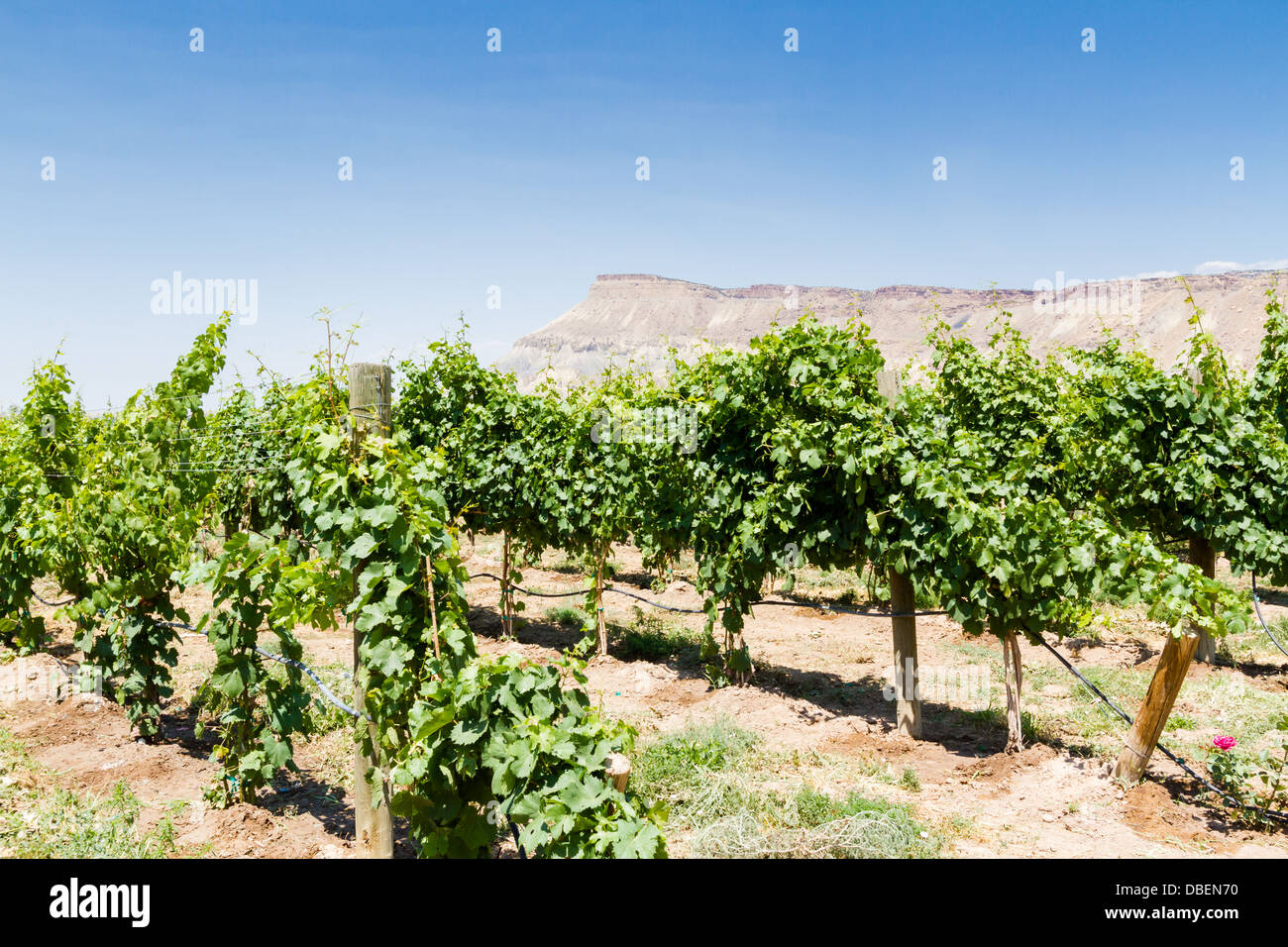 Veneard mit Blick auf Grand Junction Buttes. Stockfoto