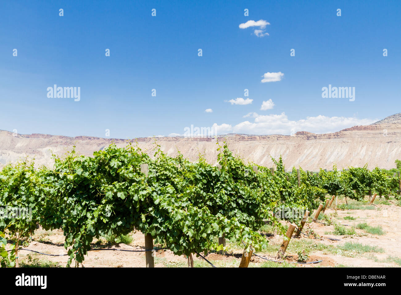 Veneard mit Blick auf Grand Junction Buttes. Stockfoto