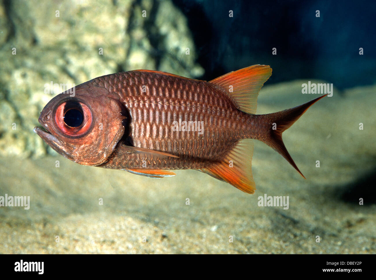 Gitter Soldatenfische Myripristis Violacea, Holocentridae Indo-Pazifischen Ozean Stockfoto