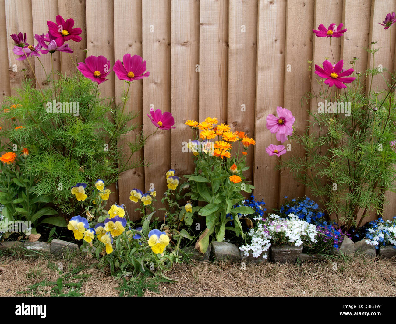 Gartenblumen vor einem Holzzaun, UK 2013 Stockfoto