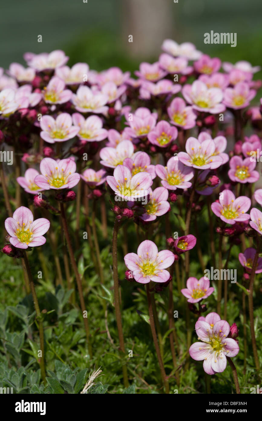 blass rosa Steinbrech Stockfoto