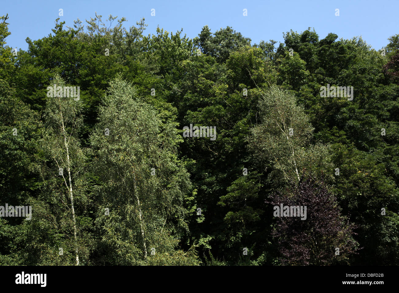 Blick auf Baumkronen, Park Sonsbeek, Arnhem Stockfoto