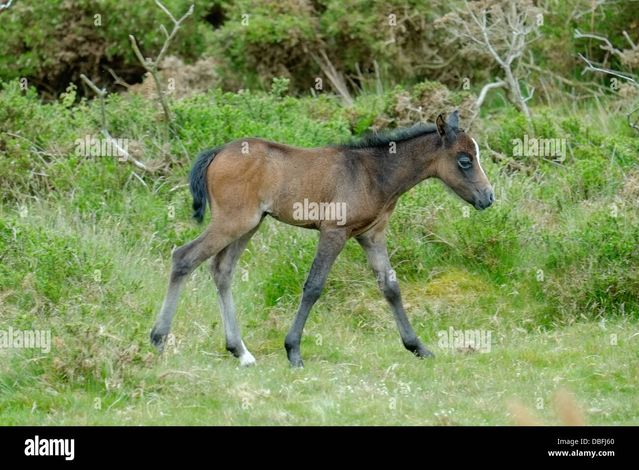 Junge Fohlen welsh Mountain pony Stockfoto