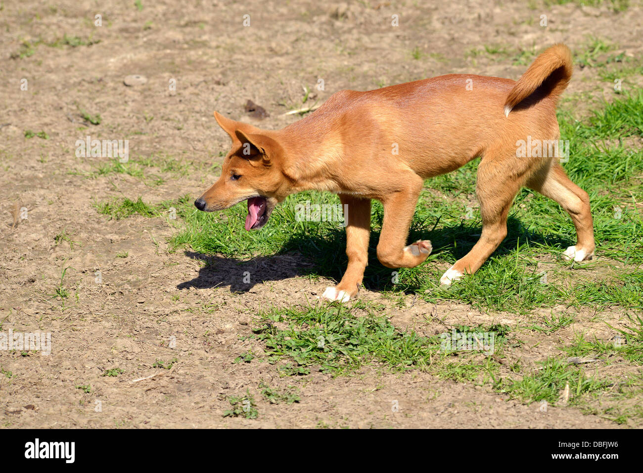 Dingo (Canis Lupus Dingo) zu Fuß den Mund öffnen Stockfoto