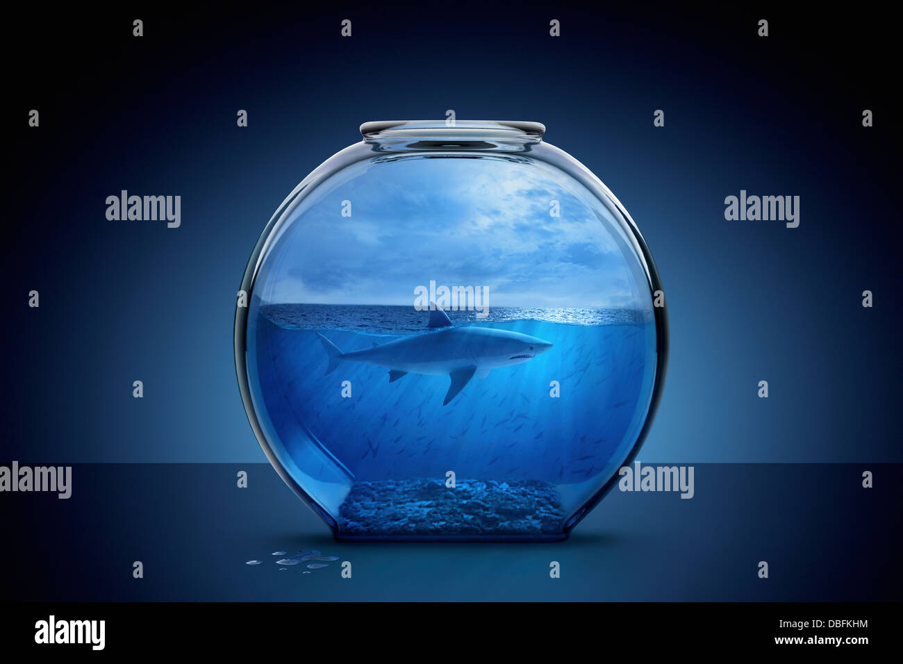 Hai schwimmen im Goldfischglas Stockfoto