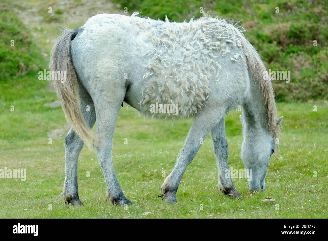 Welsh Mountain Pony Mauser Stockfoto