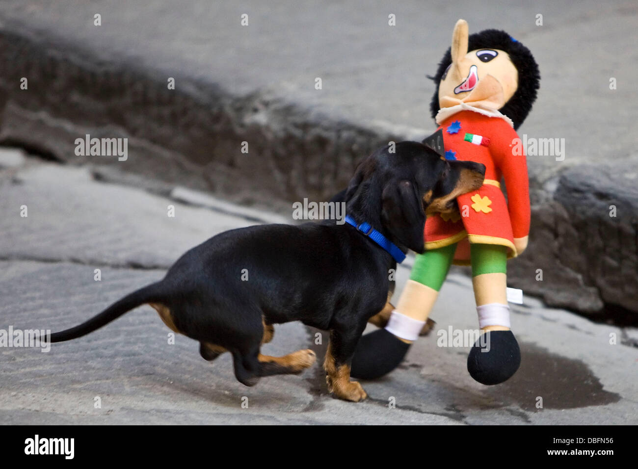 Freche Nelly der Hund gestohlen hat Nicole "Snooki" Polizzi Pinocchio