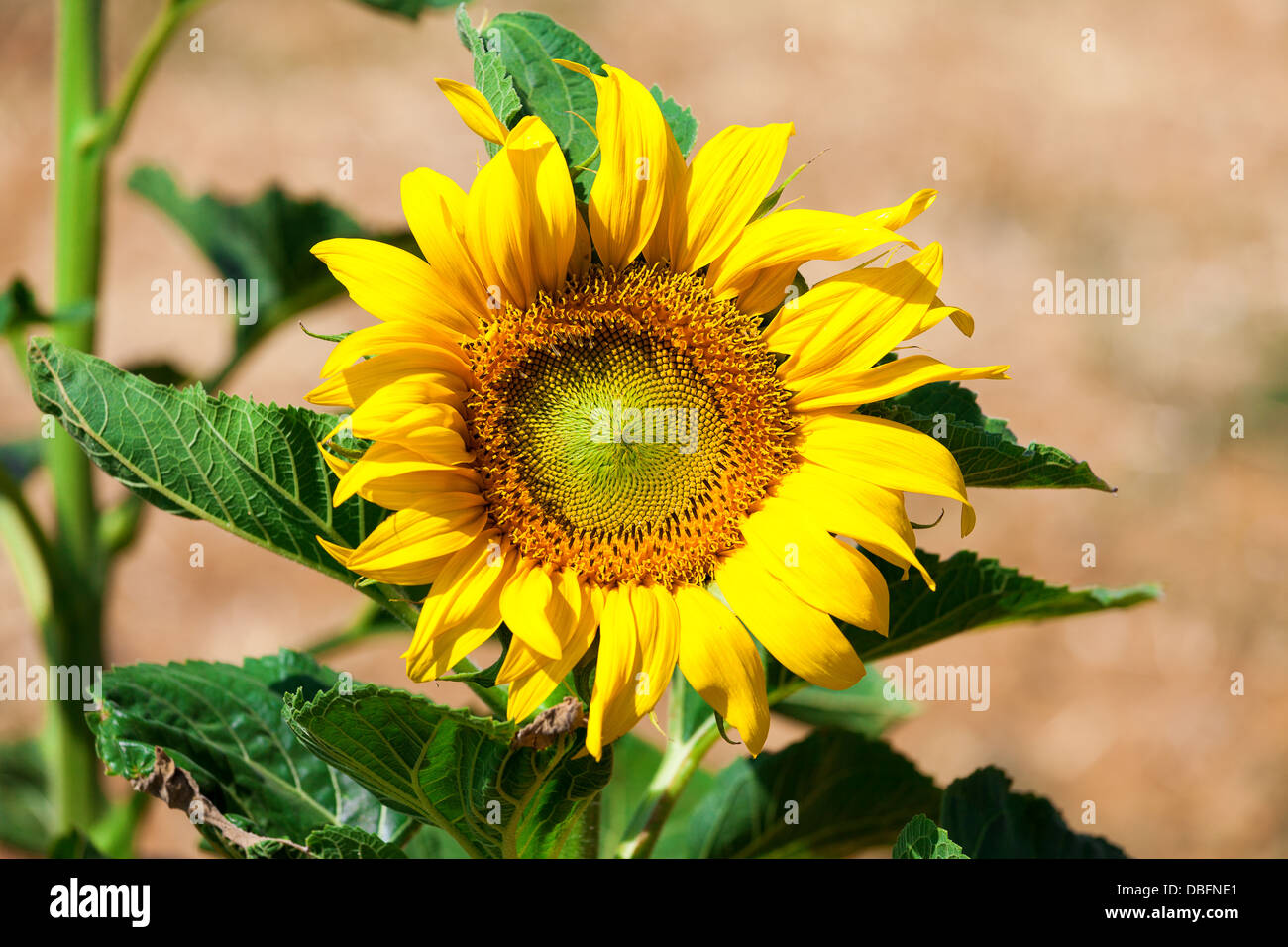 Schöne gelbe Sonnenblumen im Feld, Nahaufnahme Stockfoto
