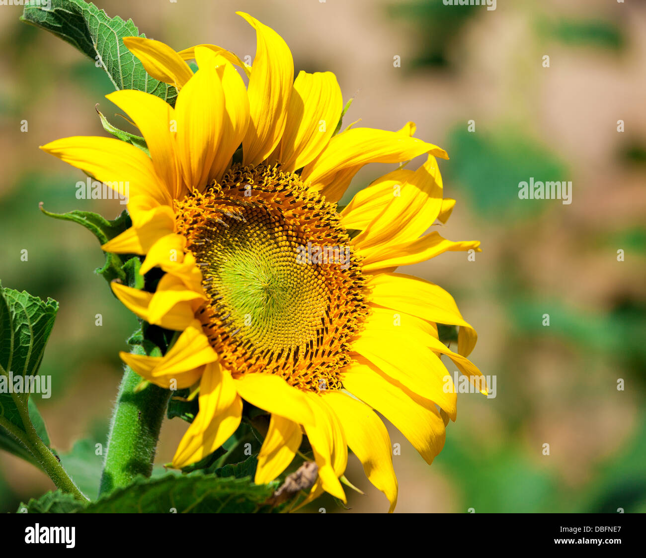 Schöne gelbe Sonnenblumen im Feld, Nahaufnahme Stockfoto