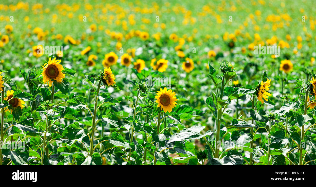 Schöne gelbe Sonnenblumen im Feld, sonnigen Tag Stockfoto
