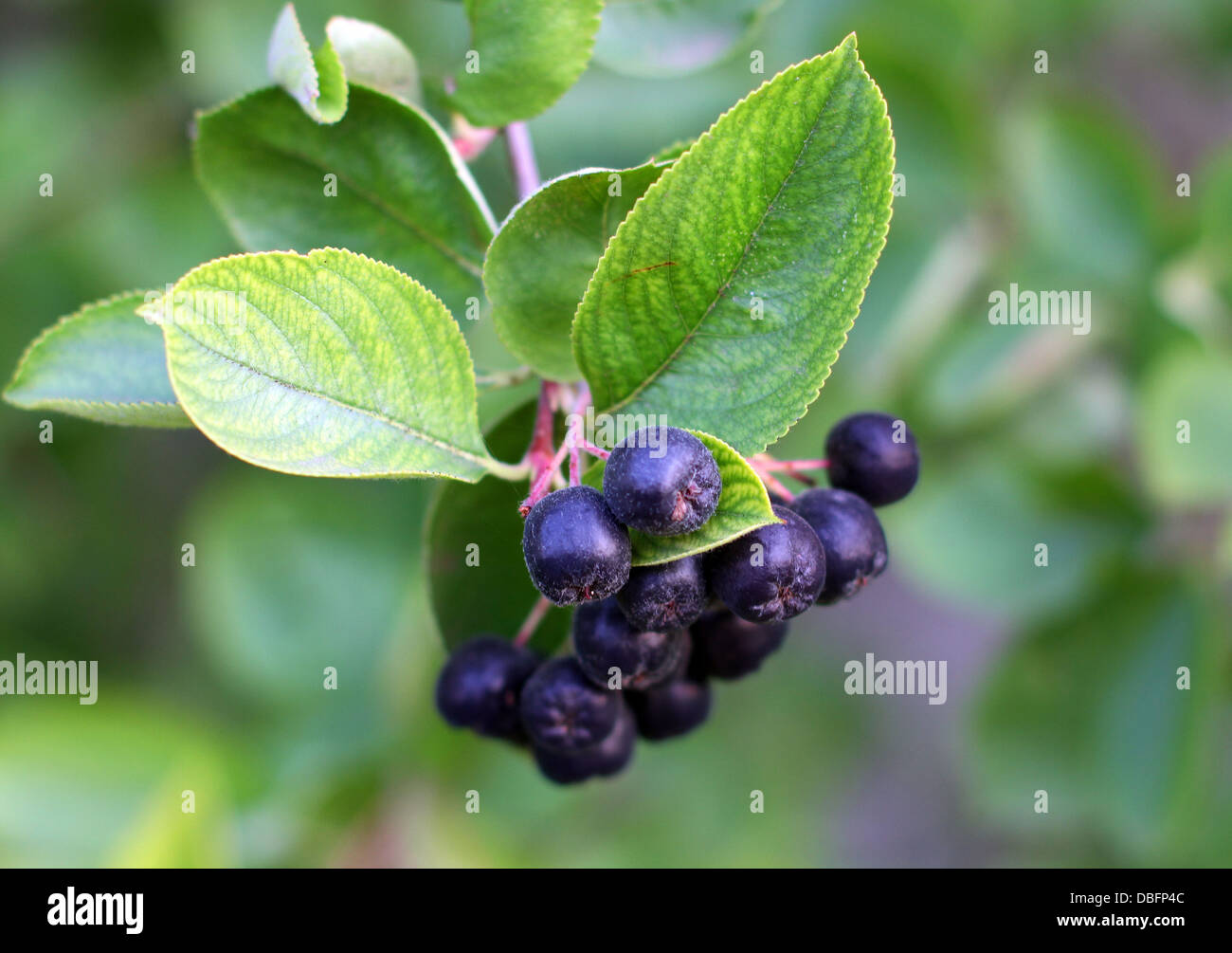 Aronia Strauch Stockfotos und bilder Kaufen Alamy