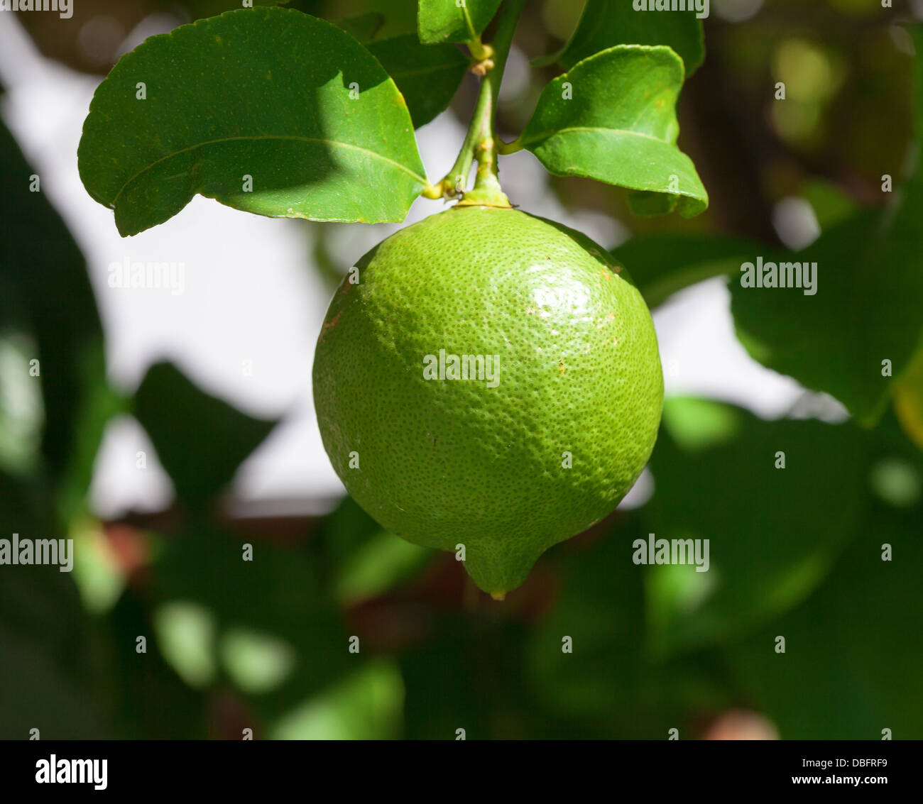 Lebendige grüne Zitrone hängen am Baum, Nahaufnahme Stockfoto