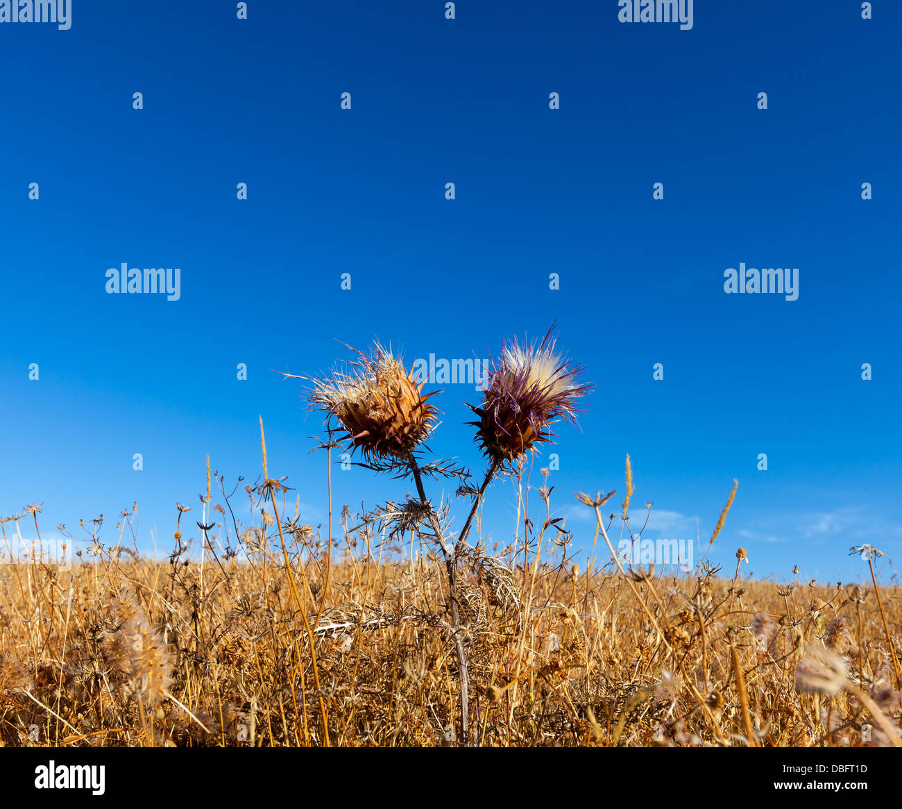 Lebendige Milch Distel Blumen, Closeup auf blauen Himmelshintergrund Stockfoto