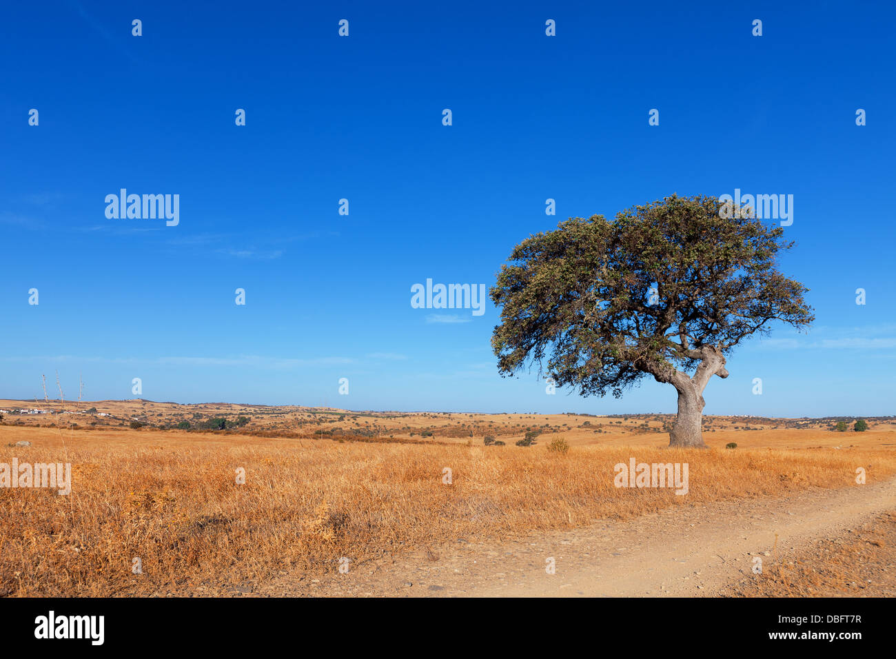 Einzigen Baum in einem Weizenfeld auf dem Hintergrund des blauen Himmels, schöne Landschaft Stockfoto