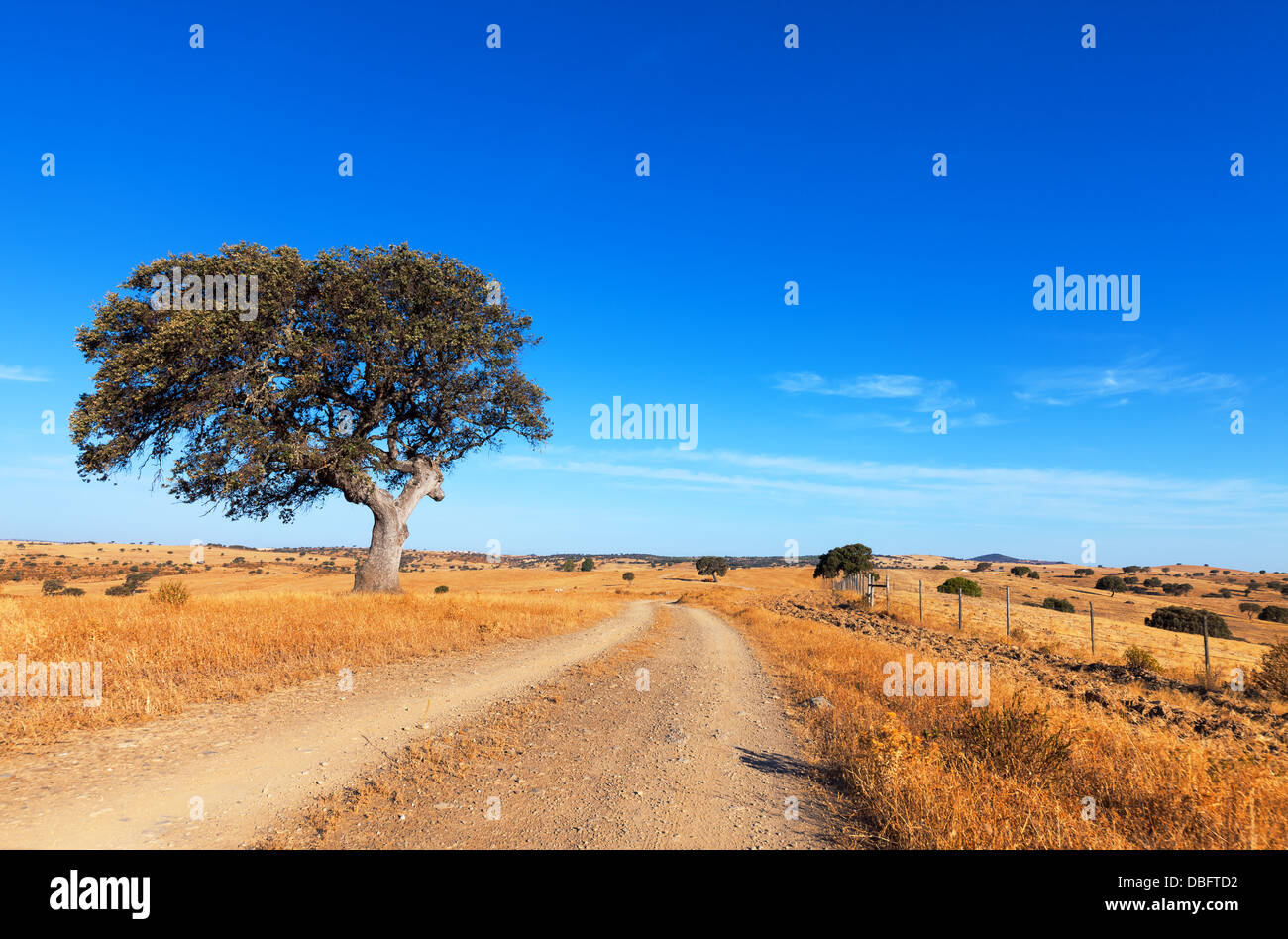 Einzigen Baum in einem Weizenfeld auf dem Hintergrund des blauen Himmels, schöne Landschaft Stockfoto