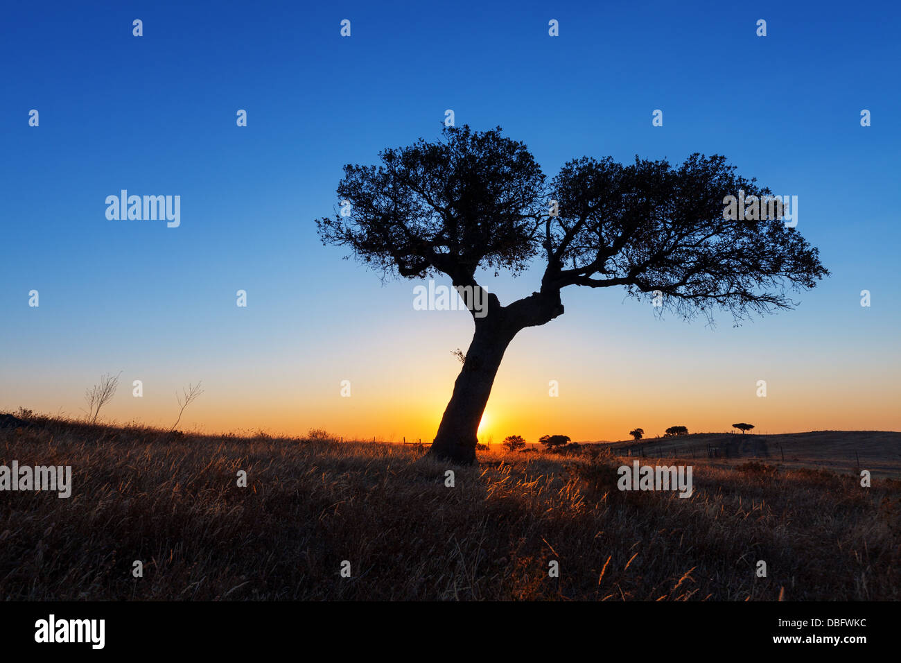 Einzigen Baum in einem Weizenfeld auf einem Hintergrund von Sonnenuntergang, schöne Landschaft Stockfoto