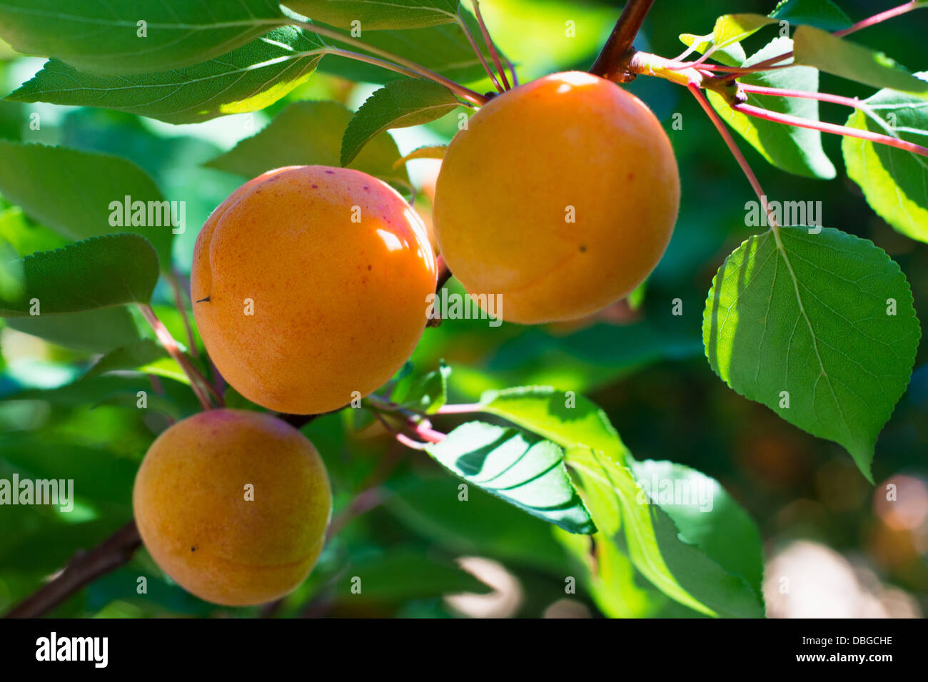 Aprikosenbaum Zweig mit drei Reife Früchte drauf, selektiven Fokus Stockfoto