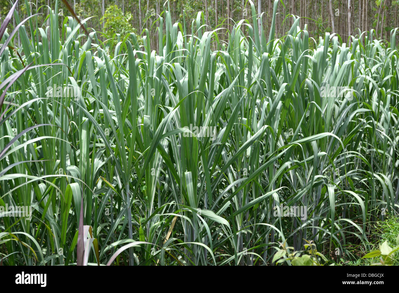 Ernte von Zuckerrohr Straße in Nord-Ost-Thailand Stockfoto
