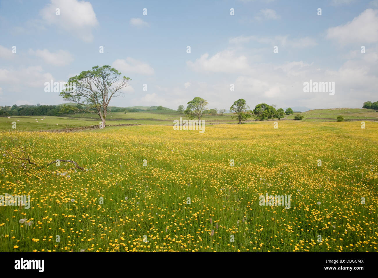 Buttercup Blumenwiese Seenplatte Cumbria, UK LA006206 Stockfoto