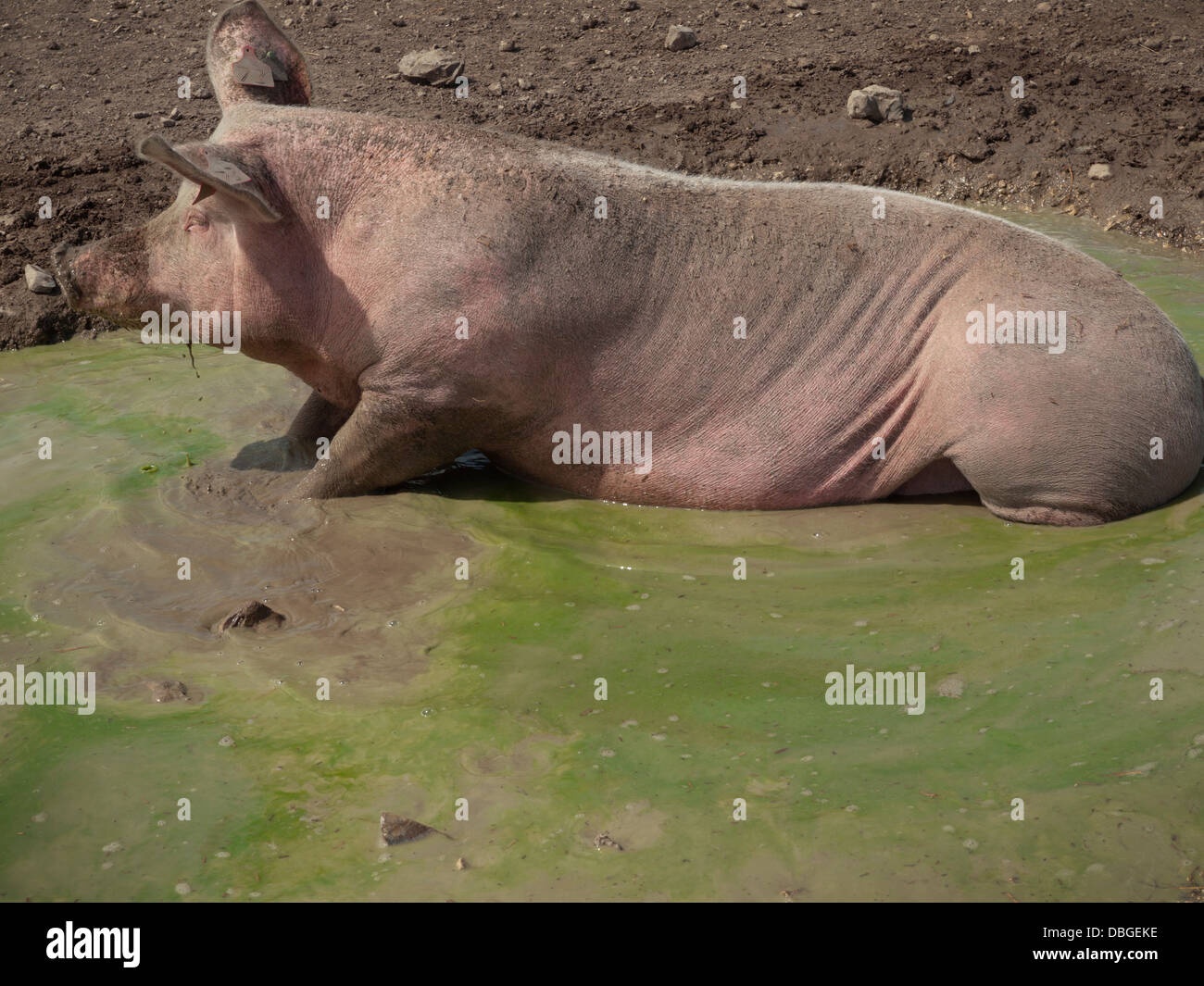 Schweine an einem heißen Tag in der englischen Landschaft herumliegen Stockfoto