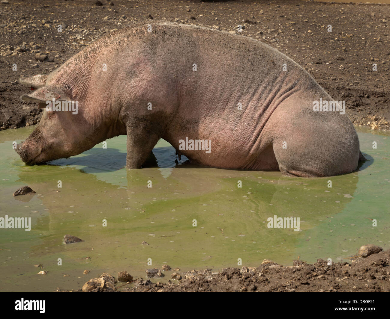 Schweine an einem heißen Tag in der englischen Landschaft herumliegen Stockfoto