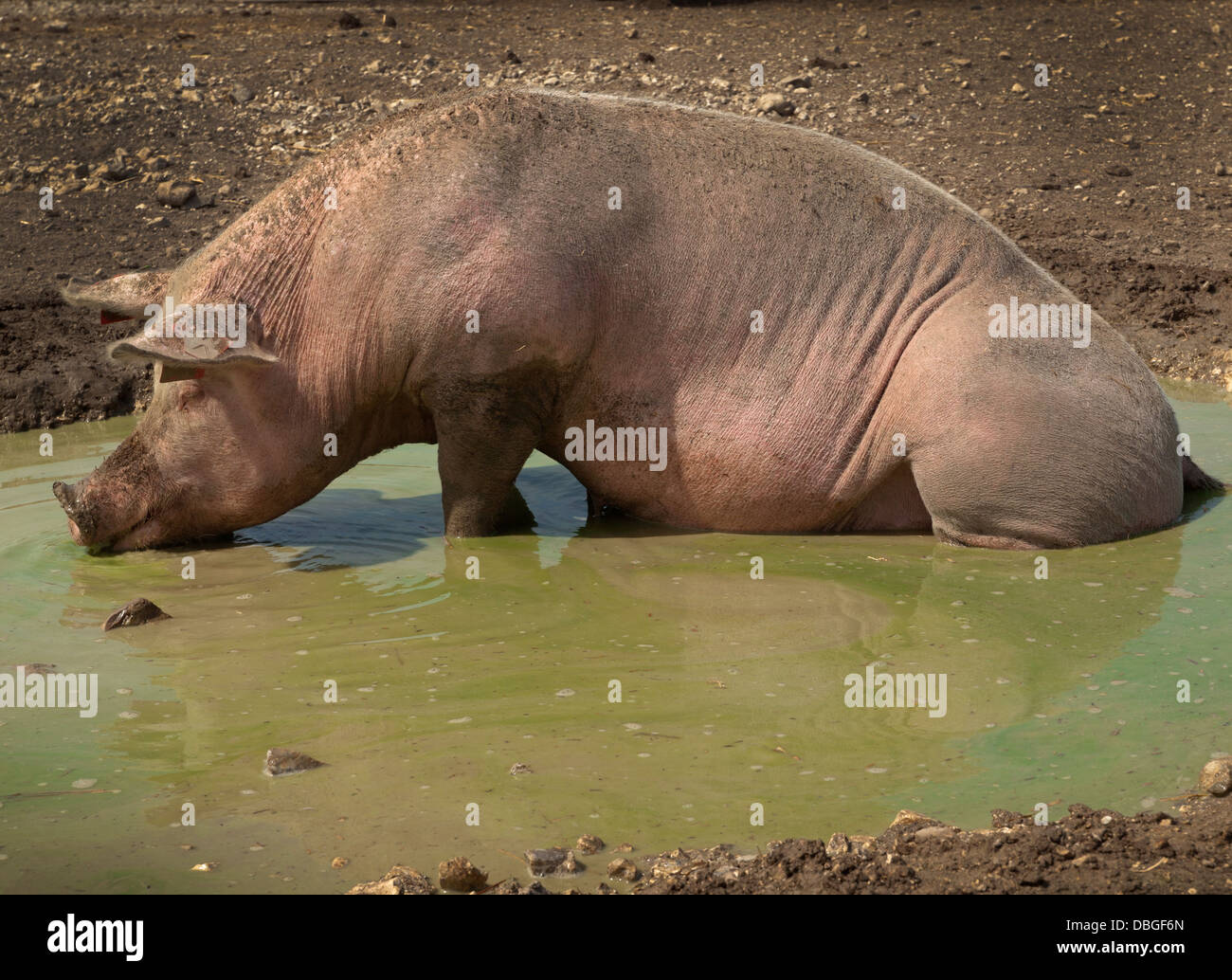 Schweine an einem heißen Tag in der englischen Landschaft herumliegen Stockfoto