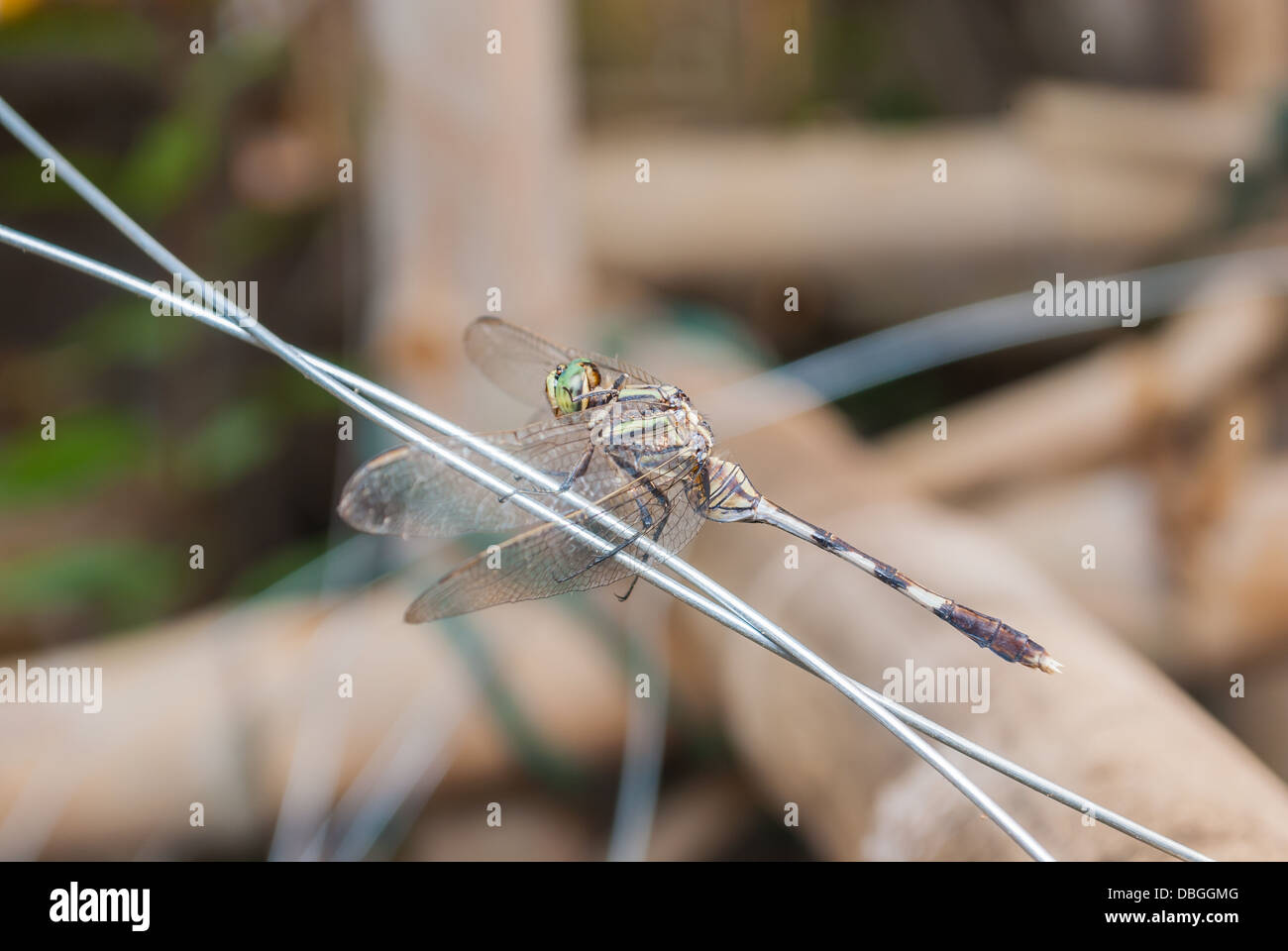 Libelle auf Draht, close-up. Stockfoto
