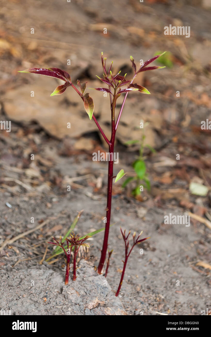 Sprout Spondias Pinnata Pflanze. Stockfoto