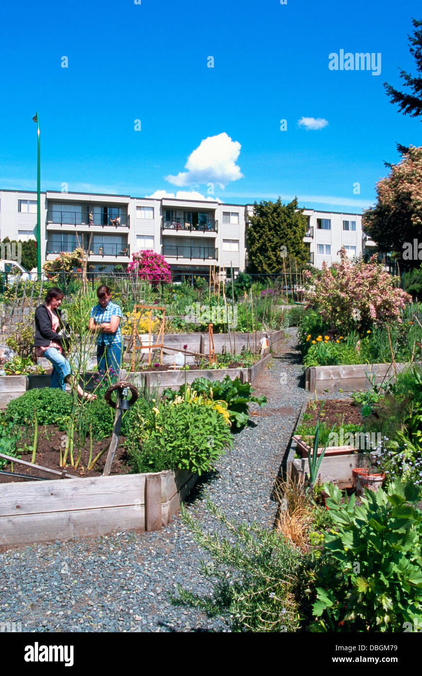 Gemeinschaftsgarten, Stadtgärten, North Vancouver, BC, Britisch-Kolumbien, Kanada - nachhaltige Stadt Gartenarbeit Zuteilung, Frühling Stockfoto