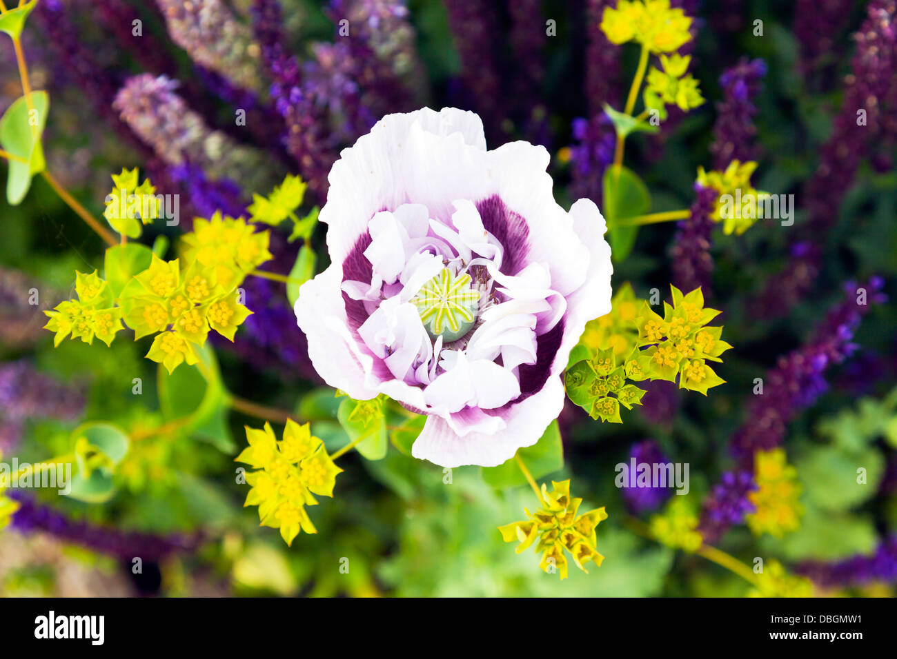 Typische englische Gartenpflanzen Blumen Papaver (Mohn) wild, selbstgesät unter Bupleurum Rotundifolium 'Griffithii', Mohnblume Stockfoto