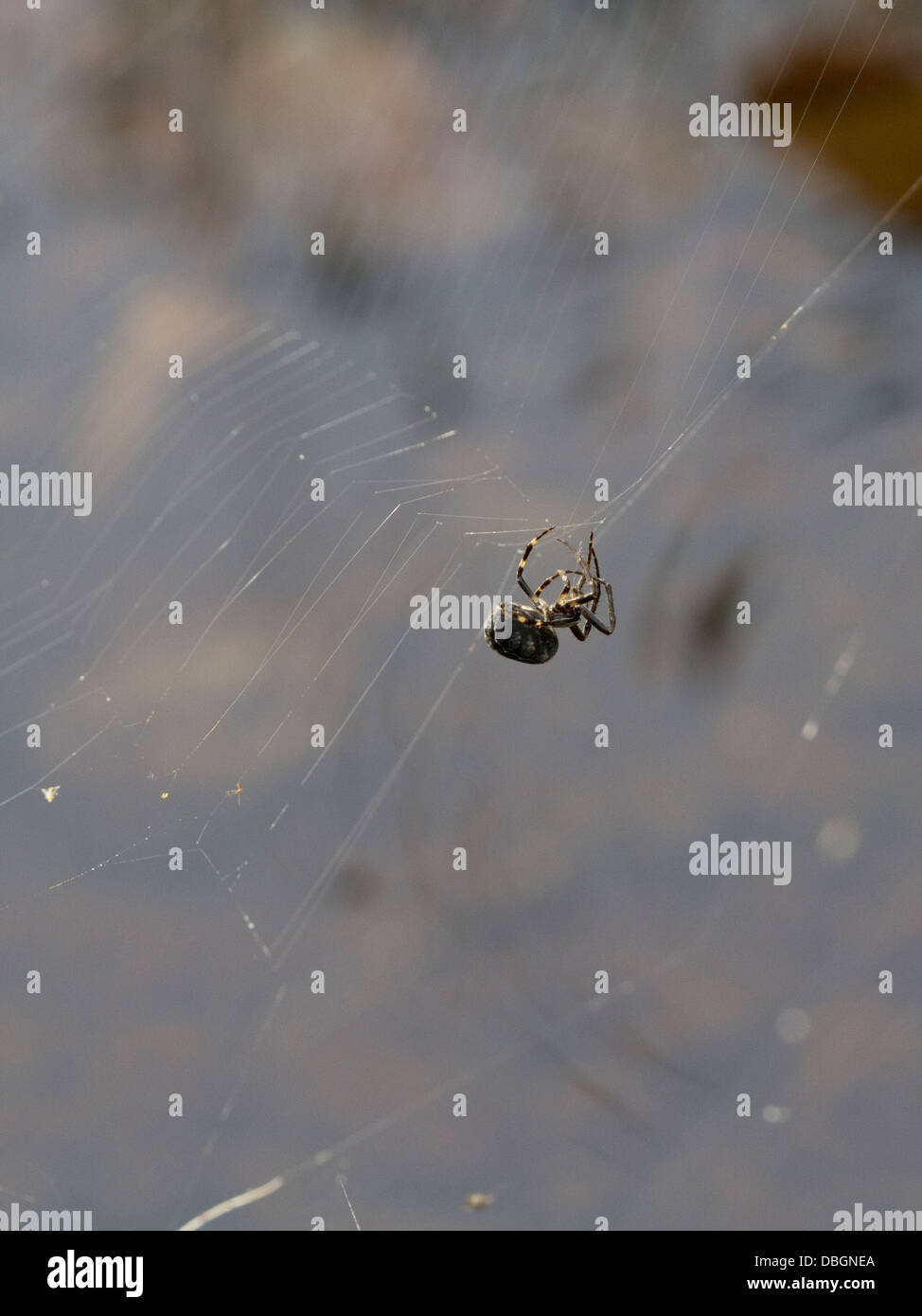Walnut Orb Weaver Spider Web Reparatur Stockfoto