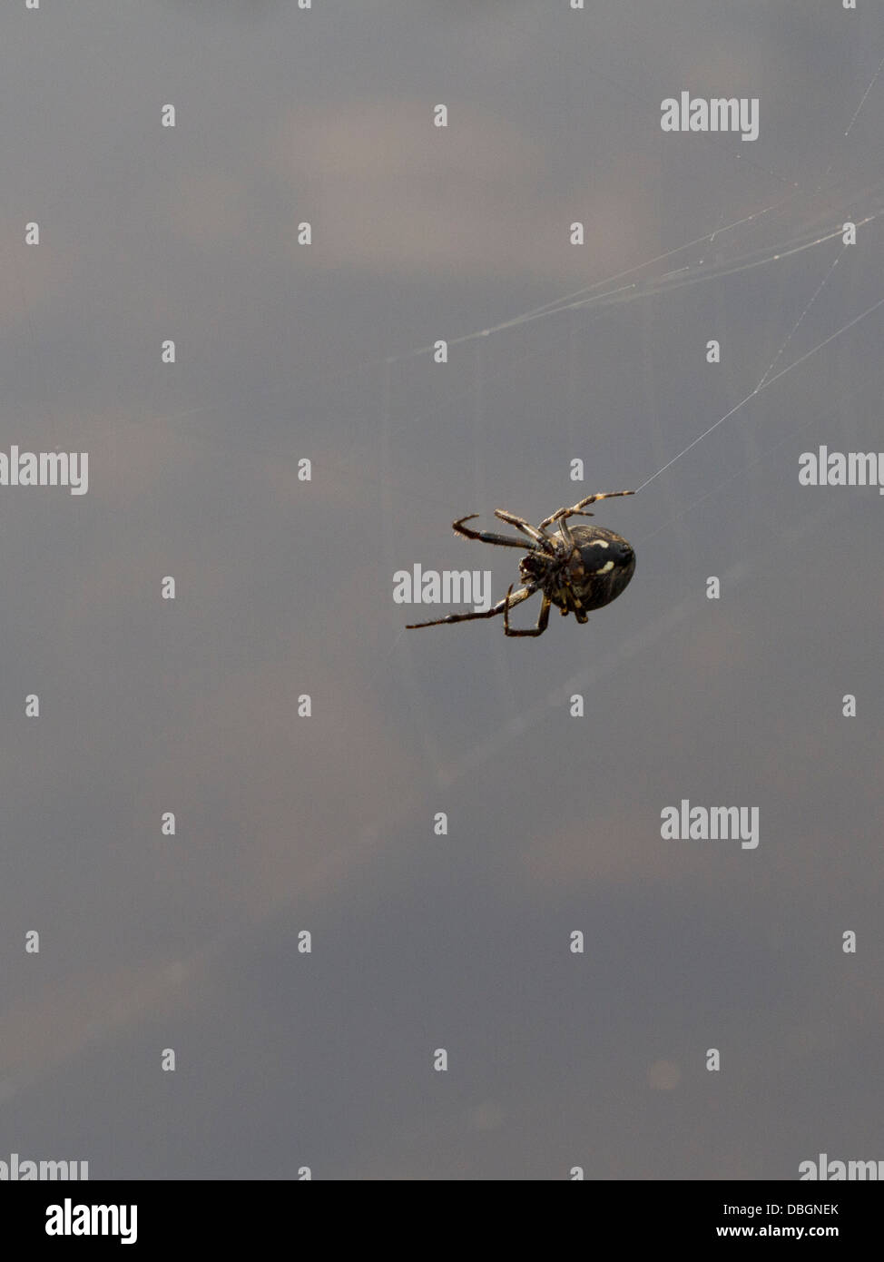 Walnut Orb Weaver Spider Web Reparatur Stockfoto