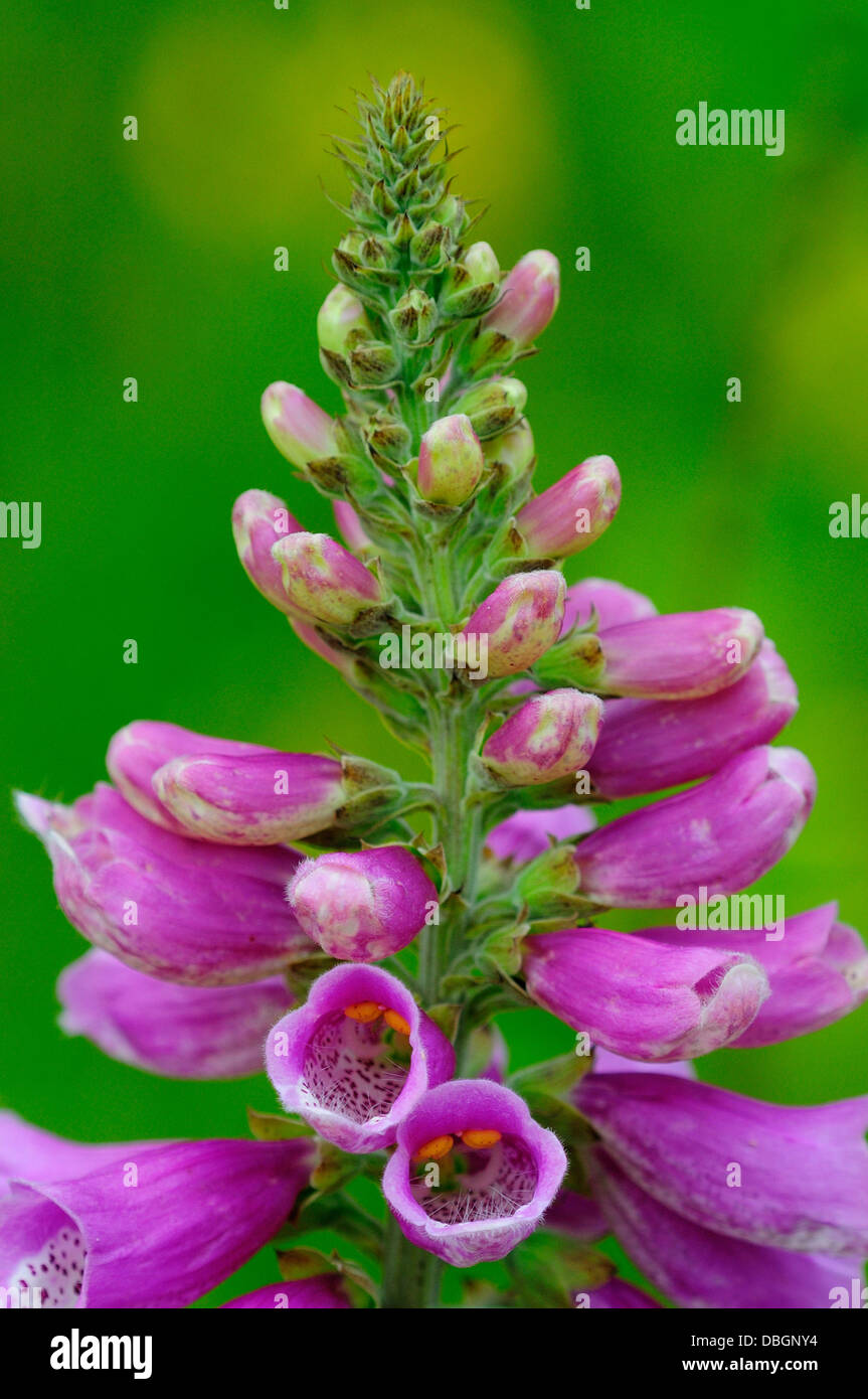 Der Spitze einer Fingerhut-Blume Stockfoto