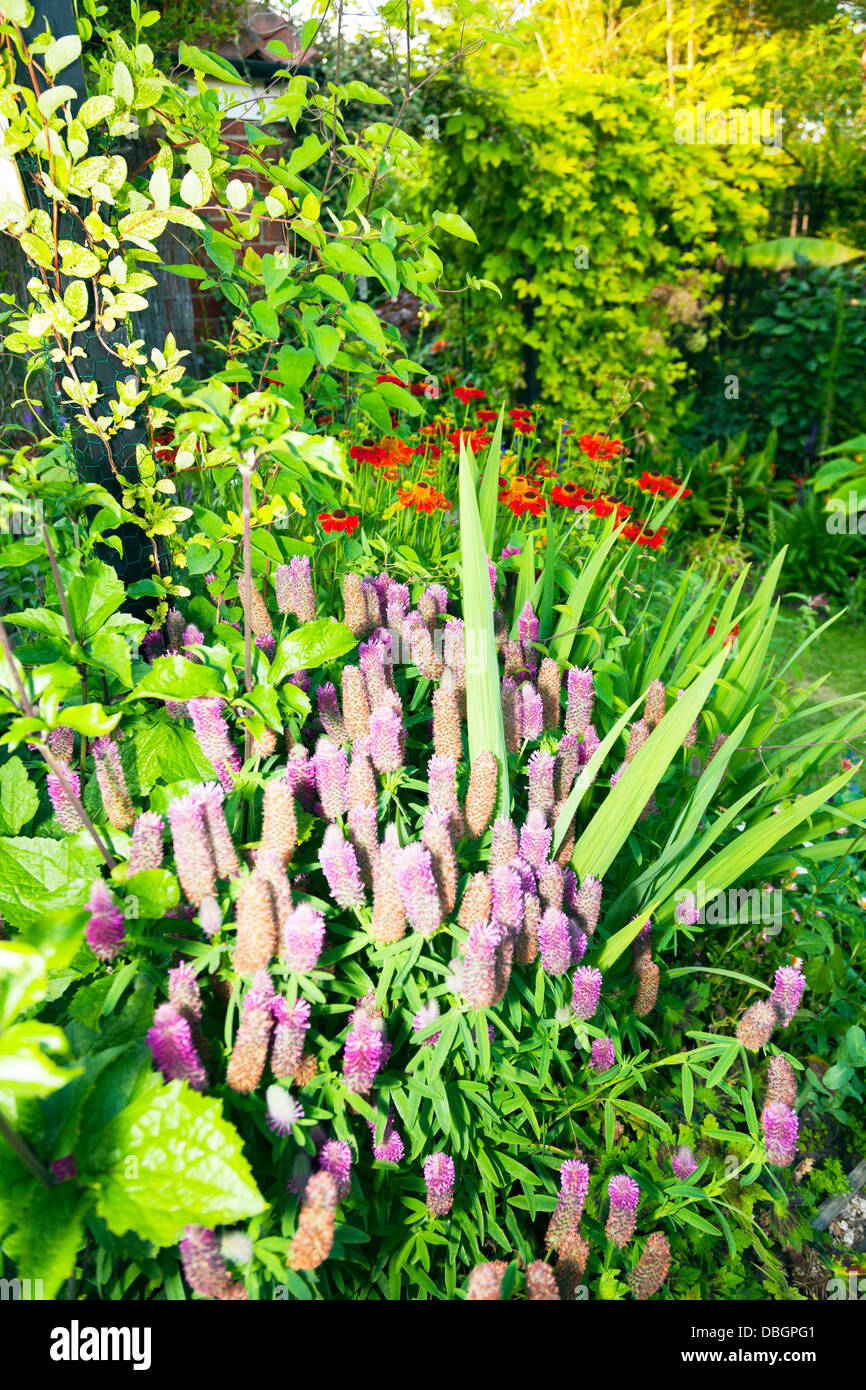 Trifolium rubens Fotos und Bildmaterial in hoher Auflösung Alamy