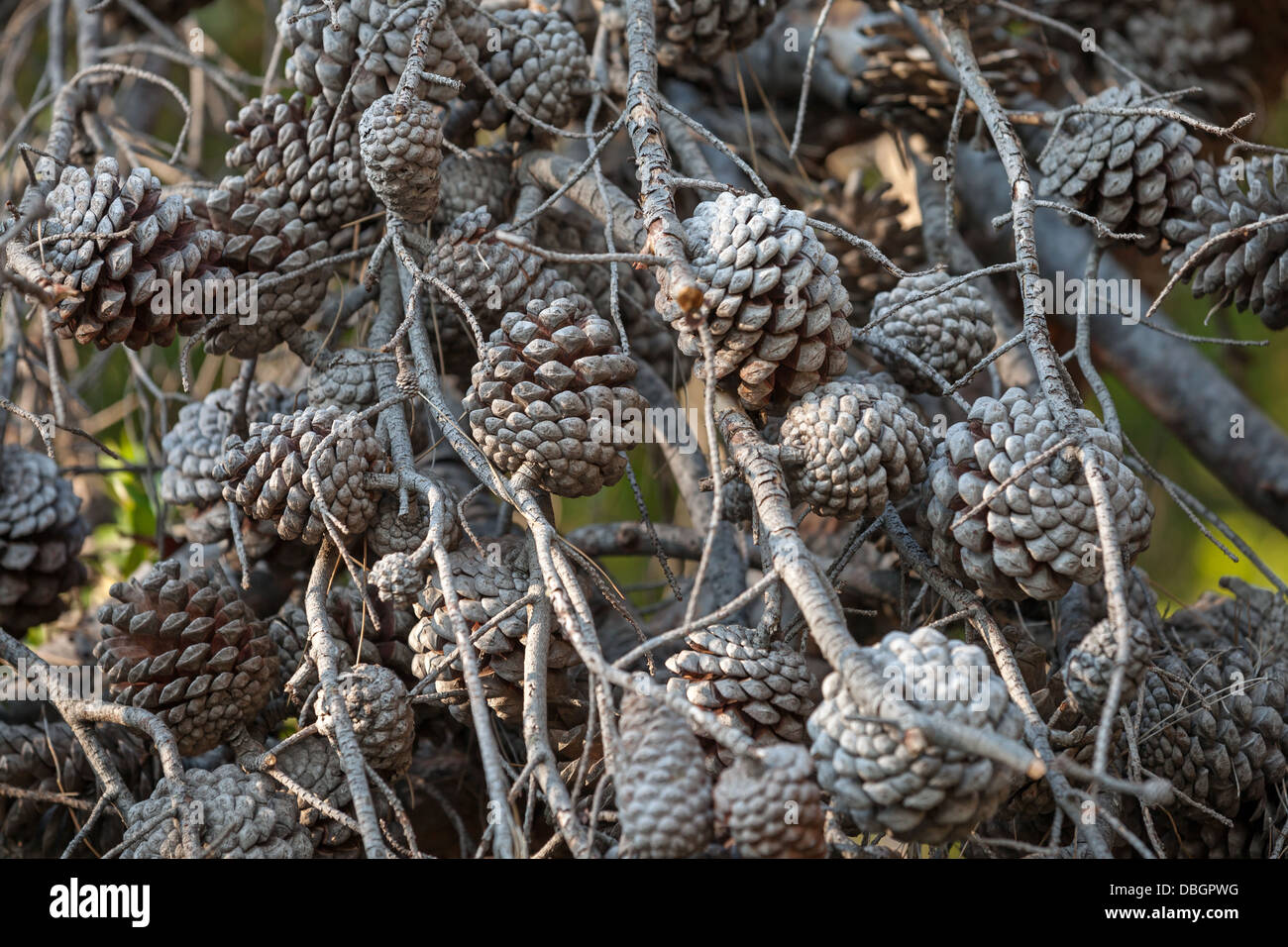 Ein Großteil der trockenen Baum Tannenzapfen auf Zweigen Stockfoto