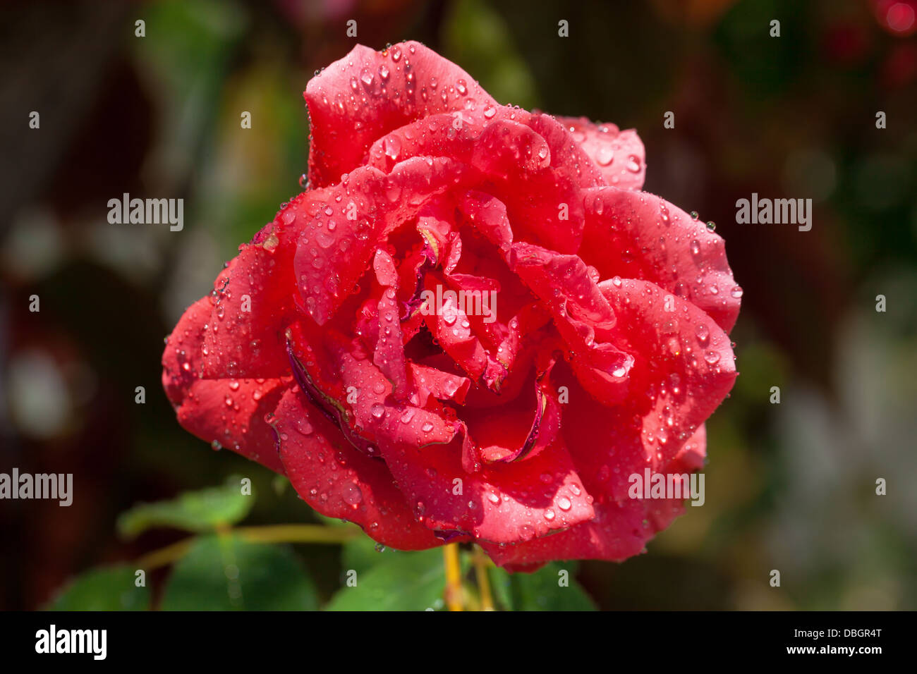Garten Rosen bedeckt mit Wassertropfen, Nahaufnahme Stockfoto