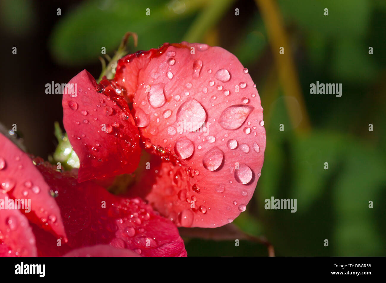 Garten Rosen bedeckt mit Wassertropfen, Nahaufnahme Stockfoto