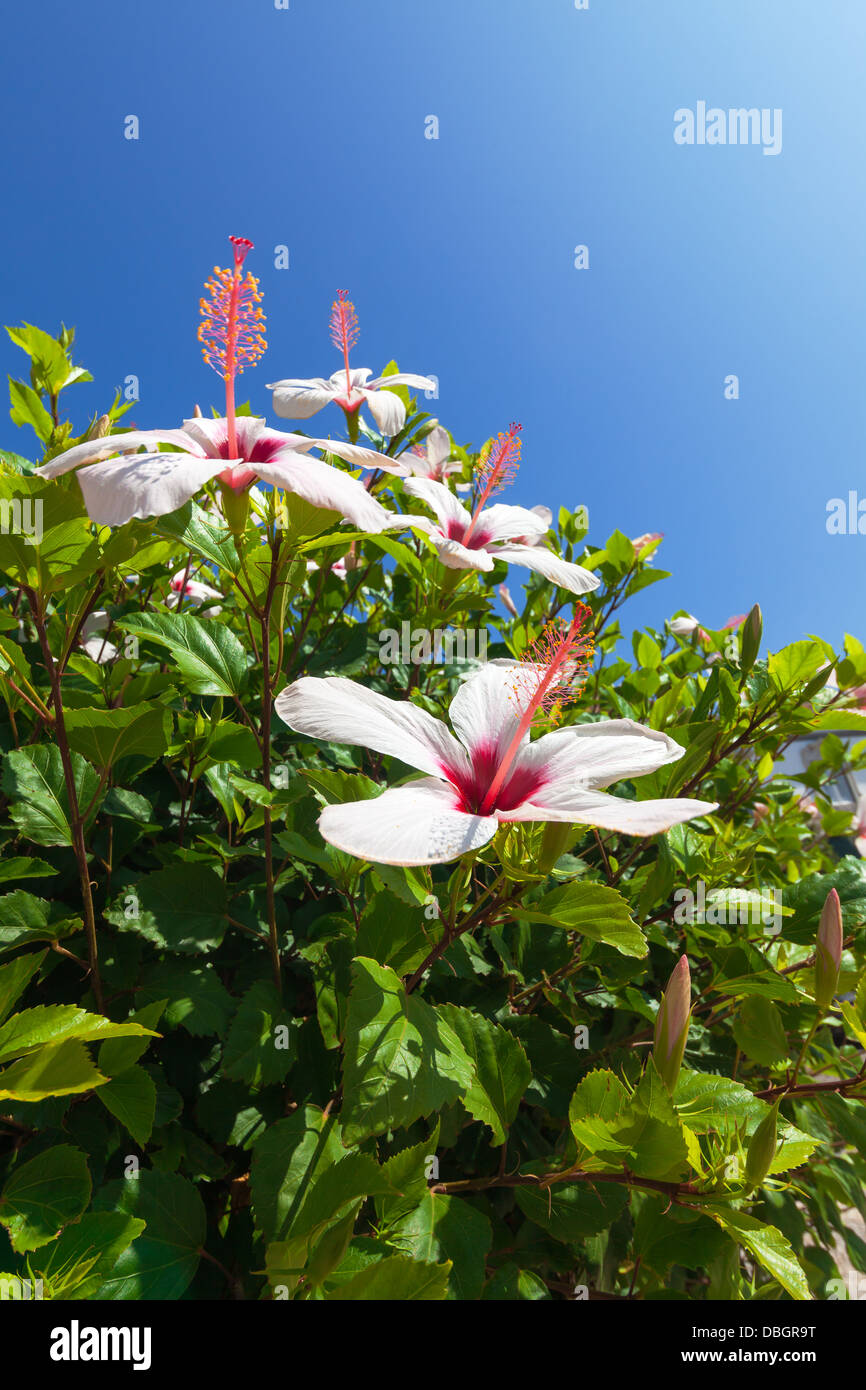 Schönen Busch weiße Blüten mit blauen Himmelshintergrund, Nahaufnahme Stockfoto