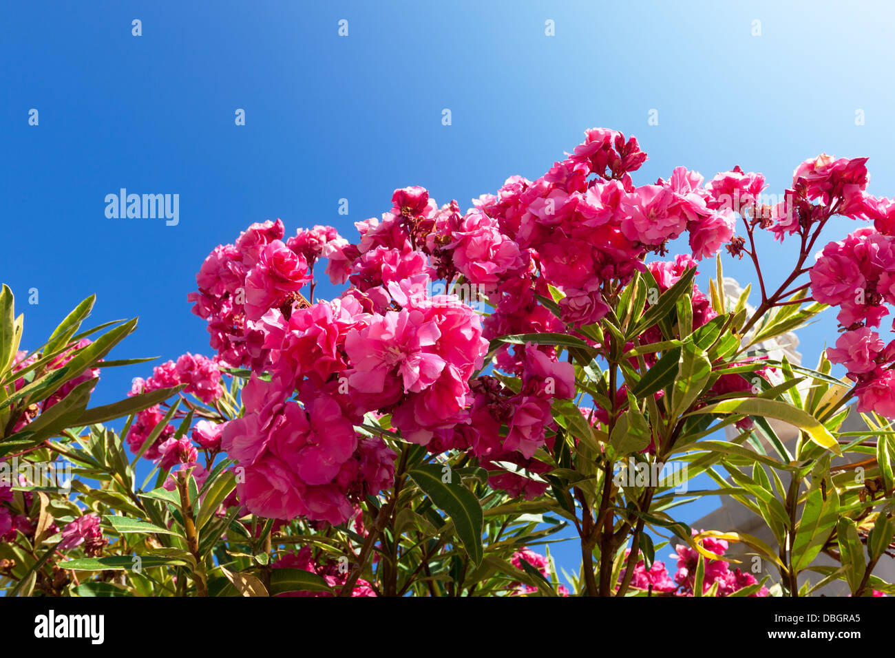 Schönen Busch rosa Blüten mit blauen Himmelshintergrund, Nahaufnahme Stockfoto