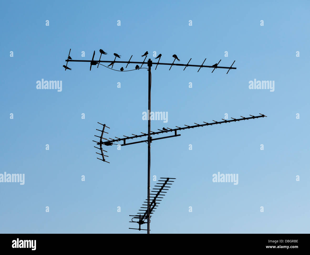 Vögel sitzen auf der TV-Antenne vor blauem Himmel, Nahaufnahme Stockfoto