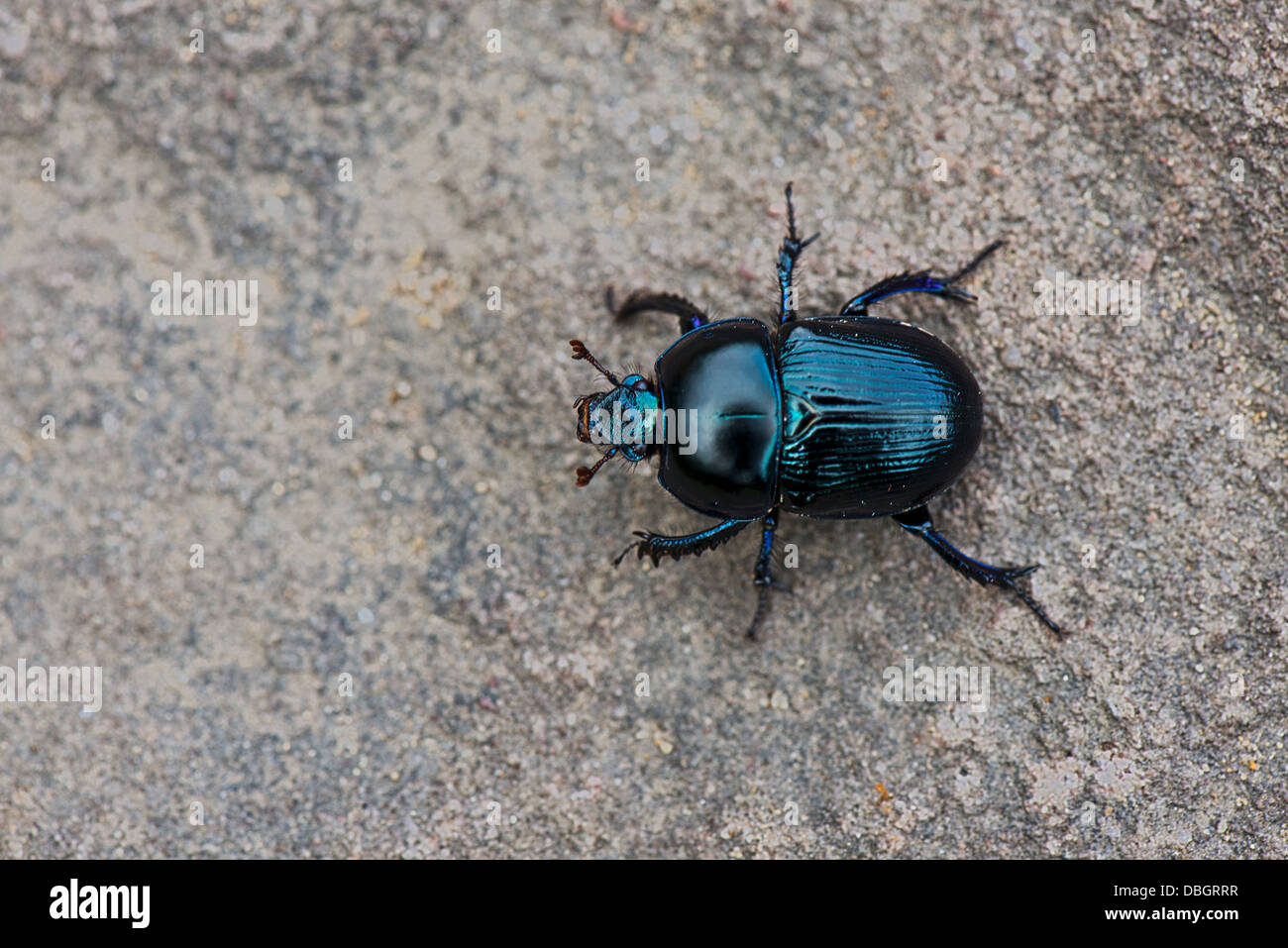 Dor Käfer - Geotrupes Stercorarius. Aufnahme im Peak District National Park, Derbyshire. Stockfoto