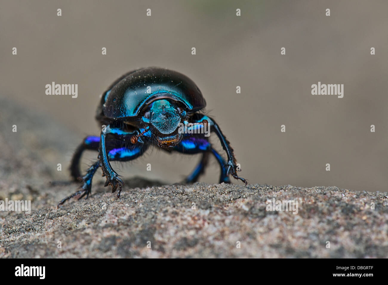 Dor Käfer - Geotrupes Stercorarius. Aufnahme im Peak District National Park, Derbyshire. Stockfoto