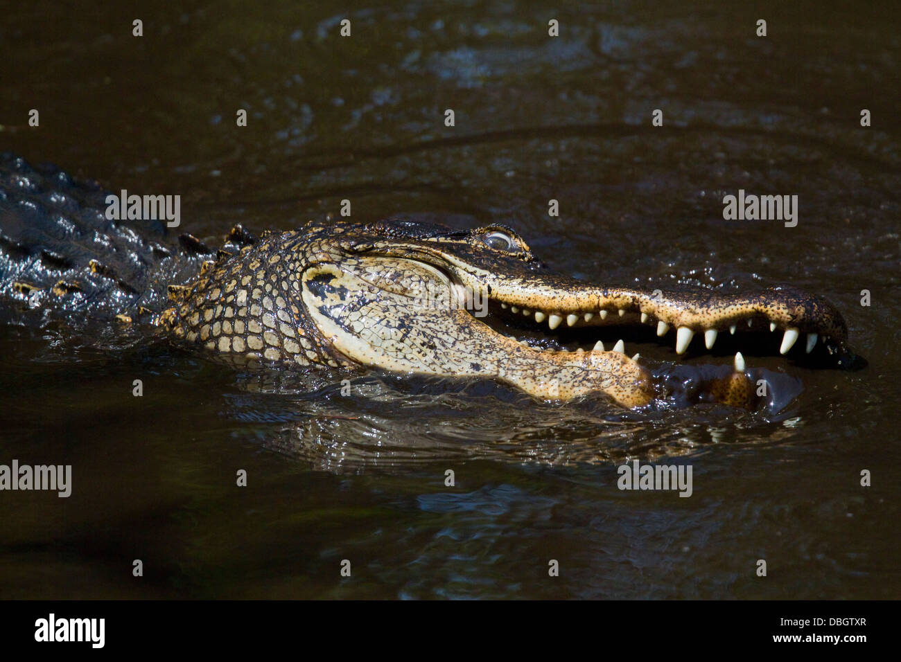 AMERIKANISCHER ALLIGATOR (Alligator Mississippiensis) ernähren sich von Fischen in kleinen Pool, Corkscrew Swamp Audubon Sanctuary, Florida, USA. Stockfoto